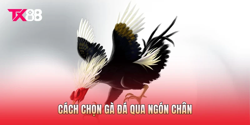 Cách chọn gà đá qua ngón chân Cách chọn gà đá qua ngón chân