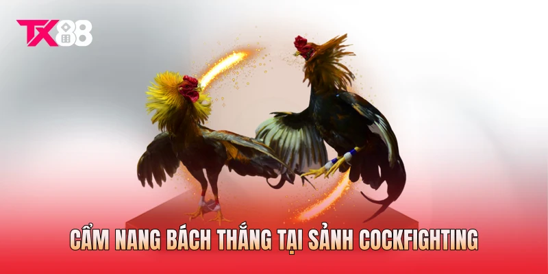 Cẩm nang bách thắng tại sảnh Cockfighting Cẩm nang bách thắng tại sảnh Cockfighting