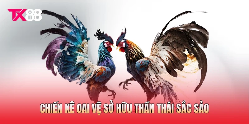 Chiến kê oai vệ sở hữu thần thái sắc sảo