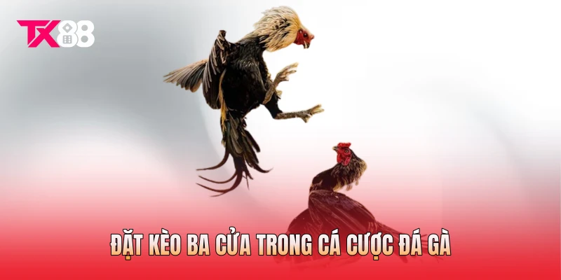 Đặt kèo ba cửa trong cá cược đá gà Đặt kèo ba cửa trong cá cược đá gà