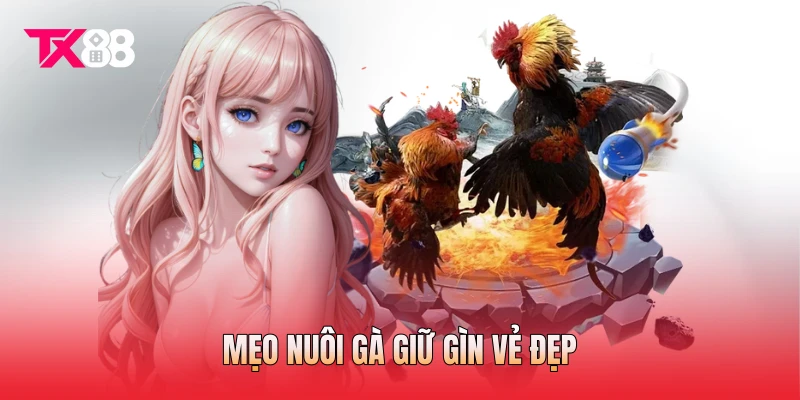 Mẹo nuôi gà giữ gìn vẻ đẹp