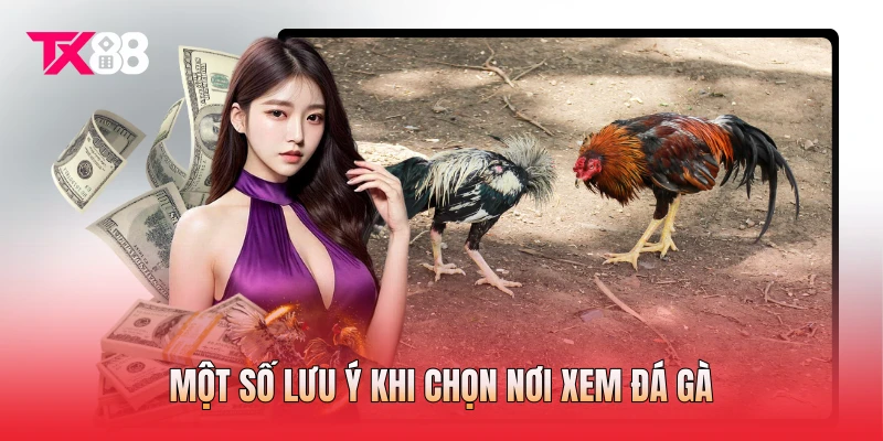 Một số lưu ý khi chọn nơi xem đá gà