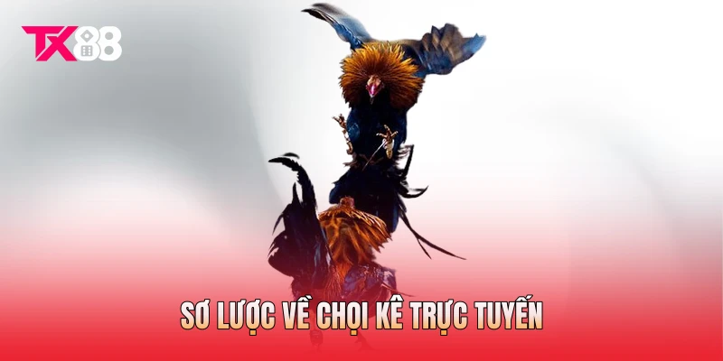 Sơ lược về chọi kê trực tuyến Sơ lược về chọi kê trực tuyến